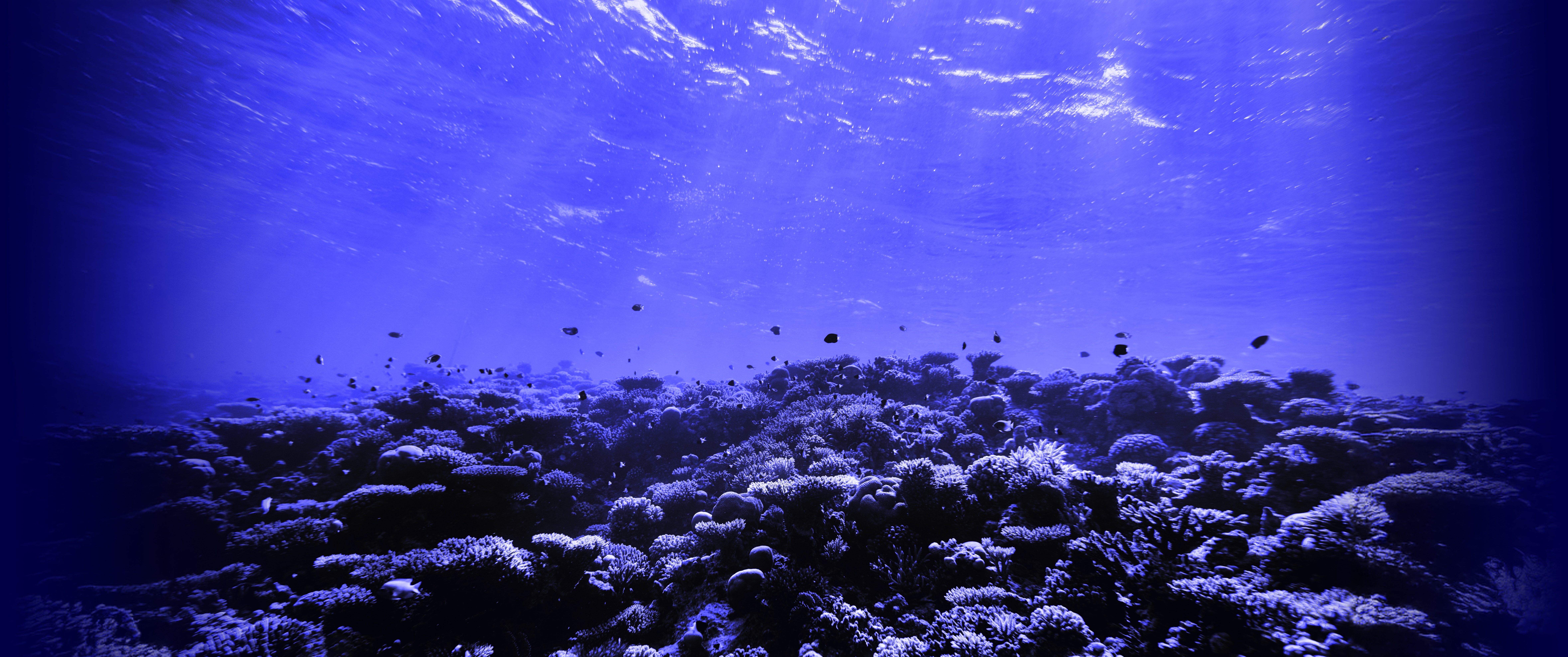 Photo of an underwater scene